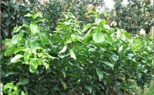 精選三紅蜜柚苗與紅心蜜柚苗，廠家直供，品質保障，歡迎批發洽談